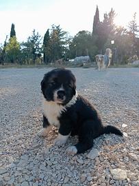 Cuccioli di pastore del caucaso