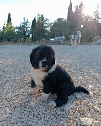Cuccioli di pastore del caucaso