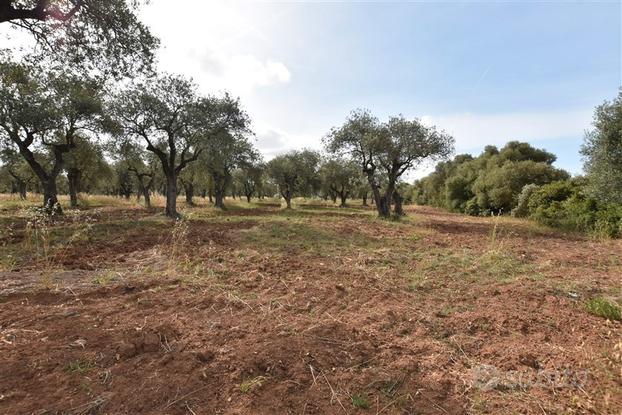 Terreno con Uliveto a soli 1,3 km da Alghero