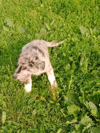 Cuccioli pastore del lagorai