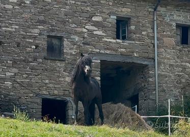 Cavallo