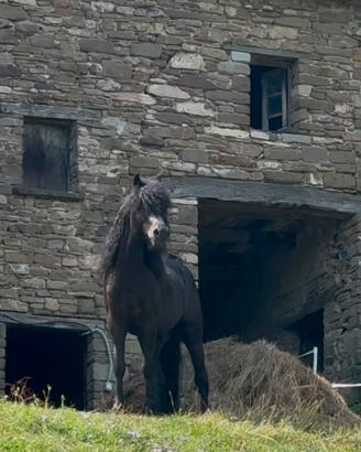 Cavallo