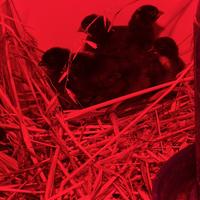 Pulcini di gallina ornamentale