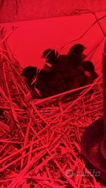 Pulcini di gallina ornamentale