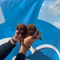 Barboncini toy Red Enci