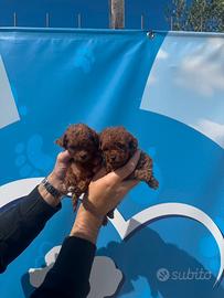 Barboncini toy Red Enci