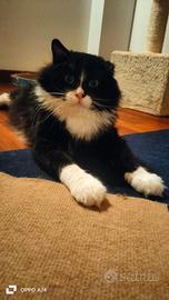 Gatto in adozione