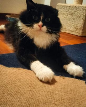 Gatto in adozione