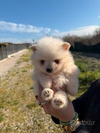 Spitz Pomerania mini toy