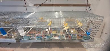 canarini brinati giallo le femmine solo a coppia