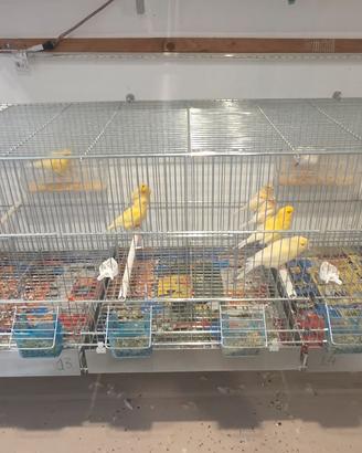 canarini brinati giallo le femmine solo a coppia