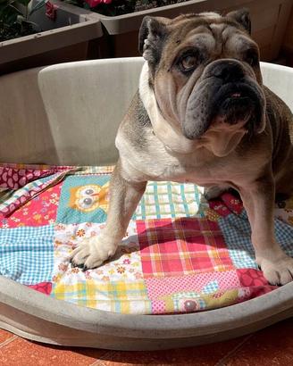 cuccia per cani