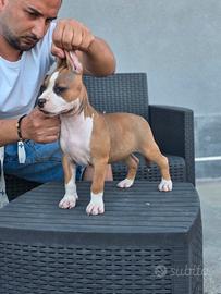 Pitbull Terrier ukc