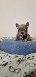 Bulldog francese blu