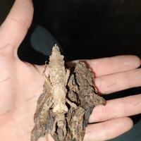 Fasmidi (insetti stecco)