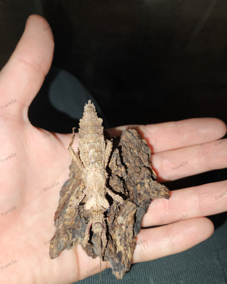 Fasmidi (insetti stecco)