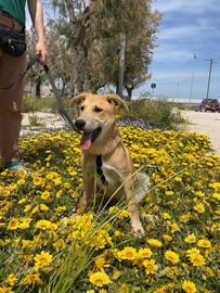 Eolo e Gongolo due cuccioli meravigliosi