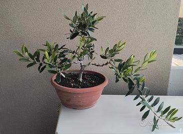 pre bonsai di ulivo
