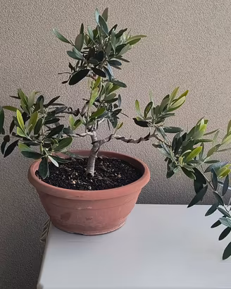 pre bonsai di ulivo