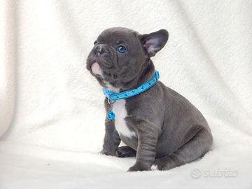 BULLDOG FRANCESE BLU CUCCIOLI - french bulldog