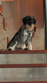 Schnauzer Medio Pepe e Sale