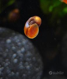 Lumache d'acqua dolce per Acquario/Laghetto