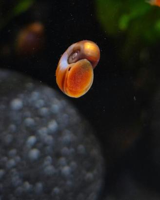 Lumache d'acqua dolce per Acquario/Laghetto