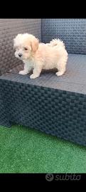 Maltipoo