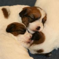 Cucioli Jack Russell Terrier