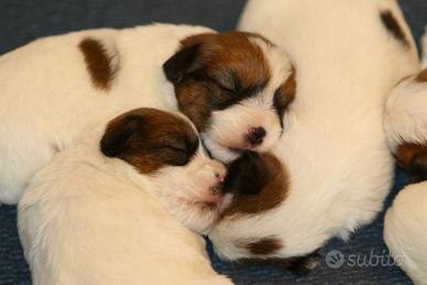 Cucioli Jack Russell Terrier