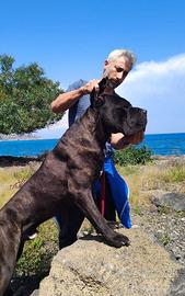 Cuccioli Cane Corso