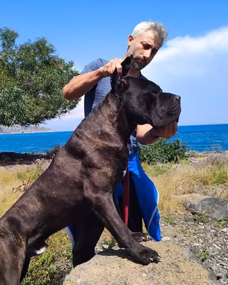 Cuccioli Cane Corso