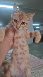 Gattina dolcissima