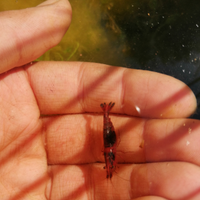 Caridine allevate in esterno