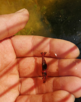 Caridine allevate in esterno