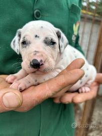Cucciolo di dalmata