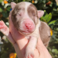 Border collie