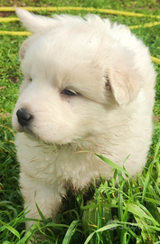 Disponibili cuccioli