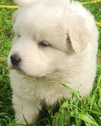 Disponibili cuccioli