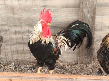 Gallo siciliano