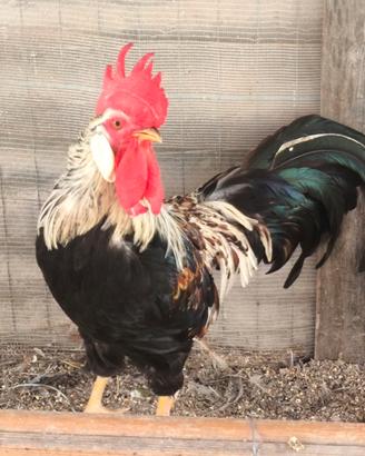 Gallo siciliano