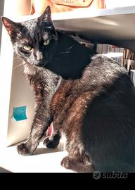 Gatto nero di 10 anni