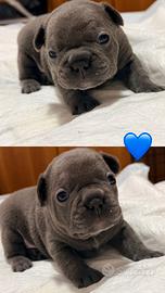 Cuccioli di bulldog francese