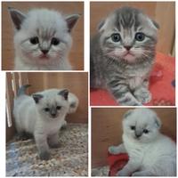 Gattini Scottish Fold e Straight
