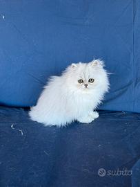 Cucciolo persiano