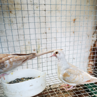 Tortorelle diamantine