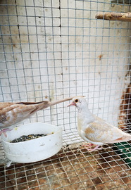 Tortorelle diamantine