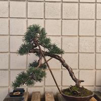 pino silvestre bonsai