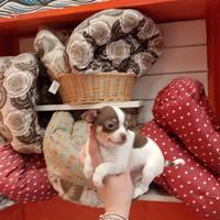 Chihuahua White and Chocolate maschietto