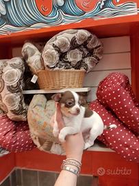 Chihuahua White and Chocolate maschietto
